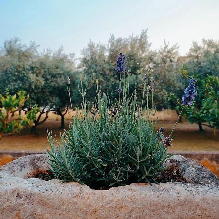 Veramare ميدولين المظهر الخارجي الصورة